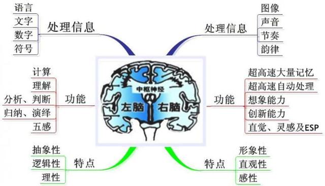 手机客户端开发右脑国家为什么禁止全脑开发-第2张图片-太平洋在线下载