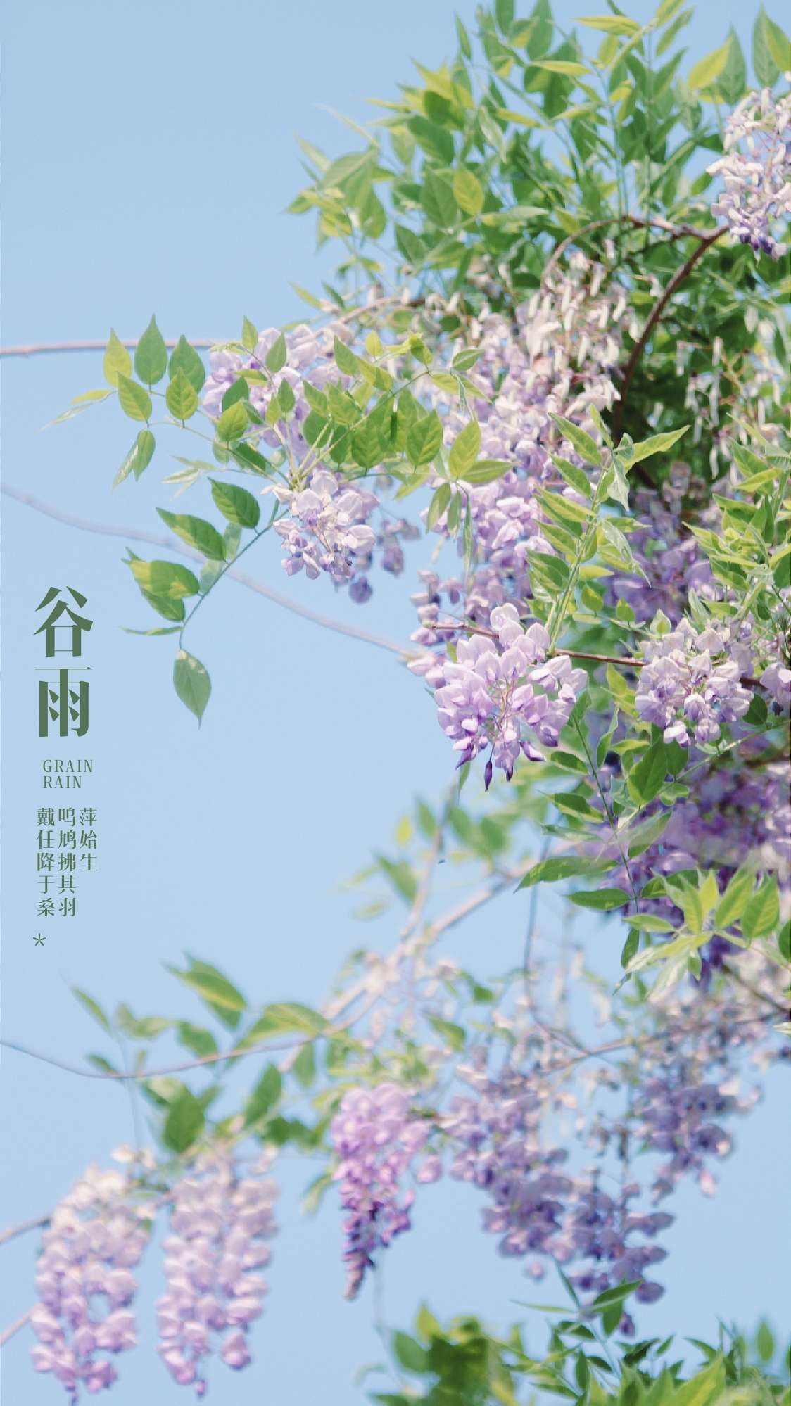 谷雨苹果版糖糖vlog视频-第1张图片-太平洋在线下载
