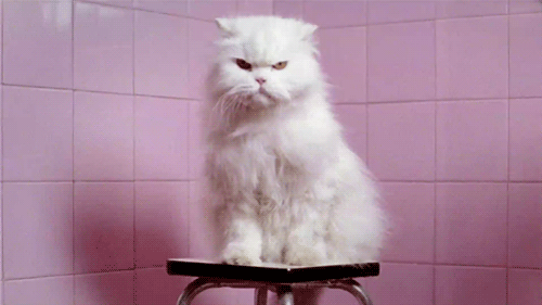 苹果猫恐怖版恐怖的猫猫33D版无广告下载-第1张图片-太平洋在线下载