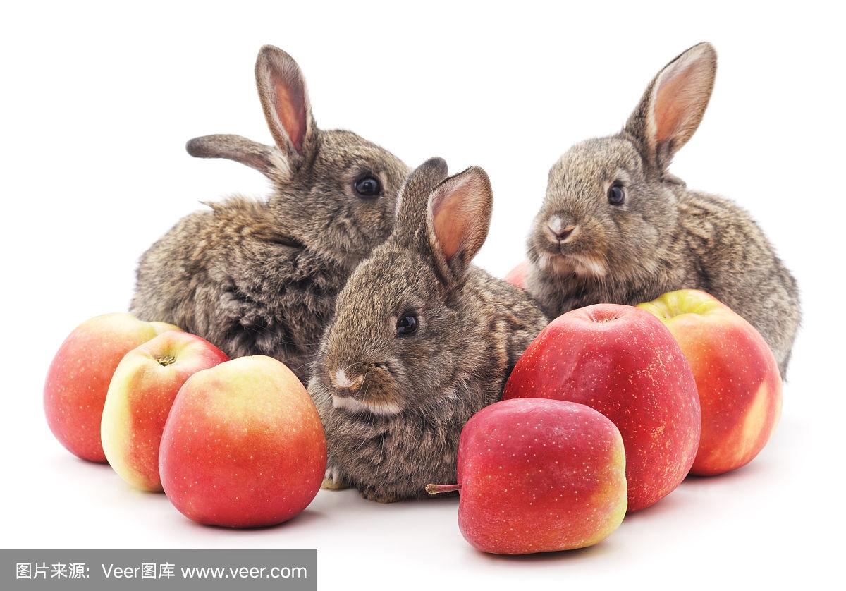 迷你兔子苹果版下载迷你库app下载苹果版-第1张图片-太平洋在线下载