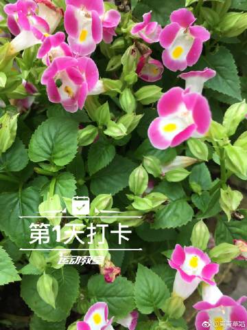 关于青青草在线手机版观看的信息