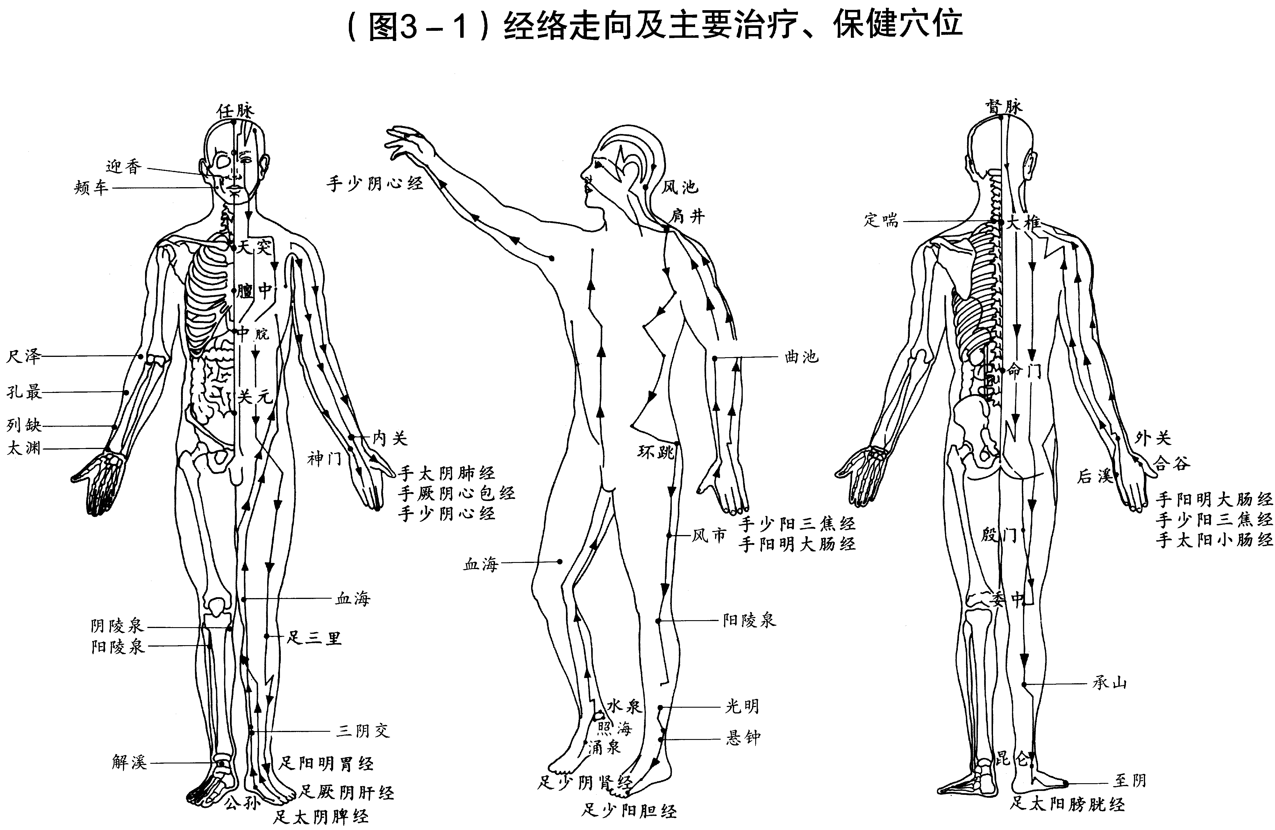 经络手机版经络穴位3d软件下载