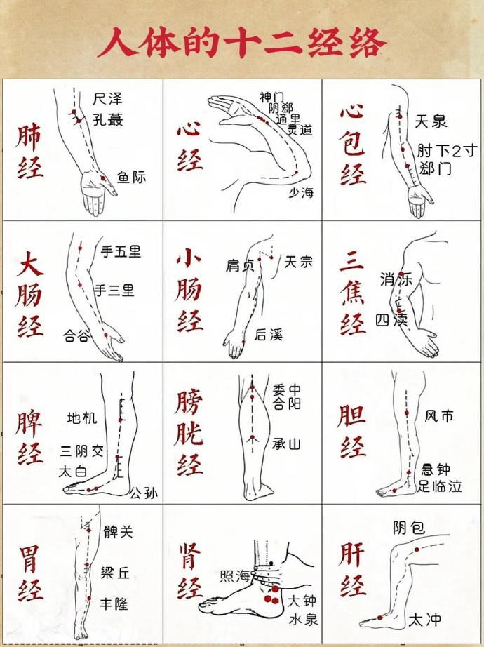 经络手机版经络穴位3d软件下载-第2张图片-太平洋在线下载