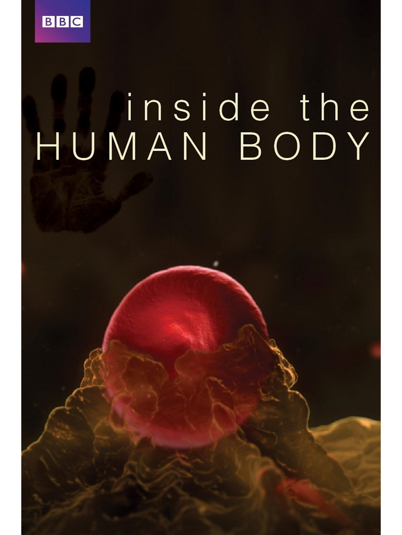 人体探秘苹果版和安卓版(可以随便看内部位的手游软件)-第4张图片-有道翻译官网 人体探秘苹果版和安卓版(可以随便看内部位的手游软件)-第4张图片-有道翻译官网