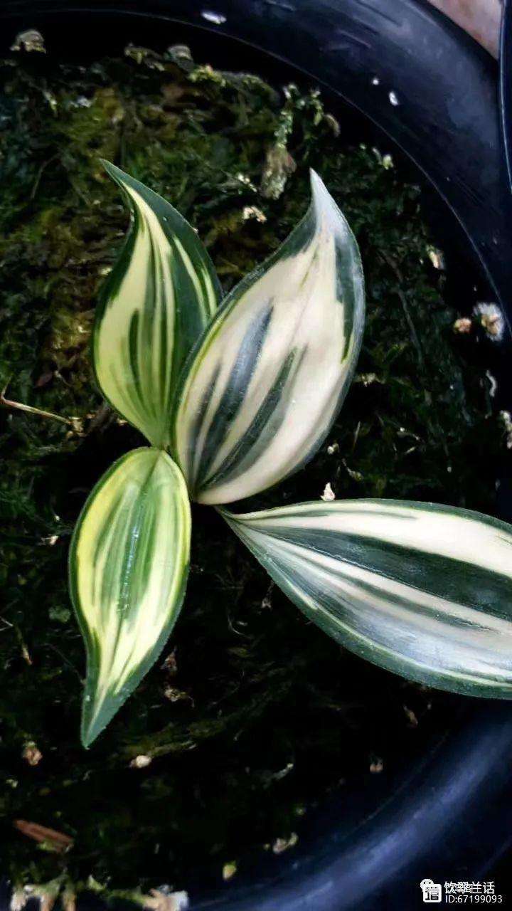 闪电花没有苹果版(闪电花我没有借款说我借款了)